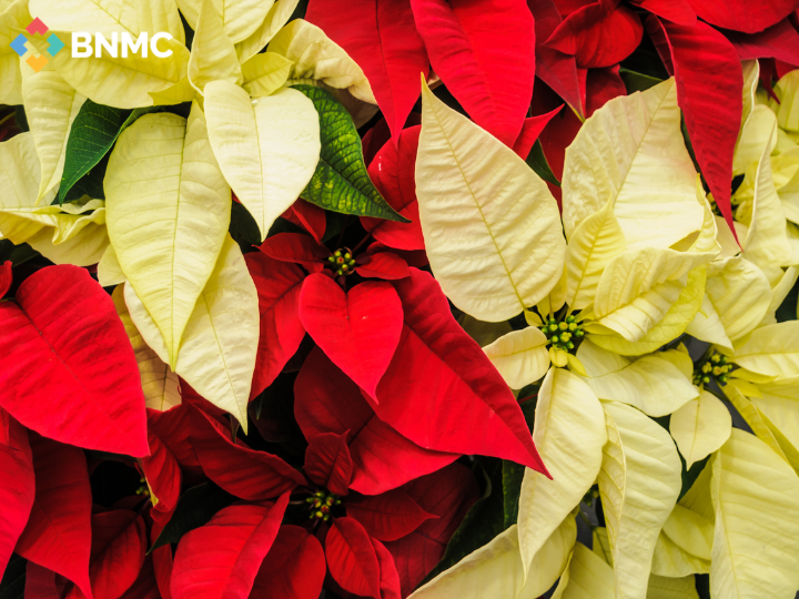 Save the Date: Poinsettia Sale Benefiting Kevin Guest House